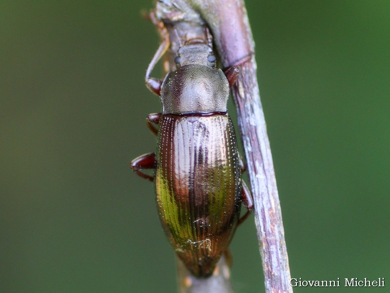 Tenebrionidae: Stenomax aeneus